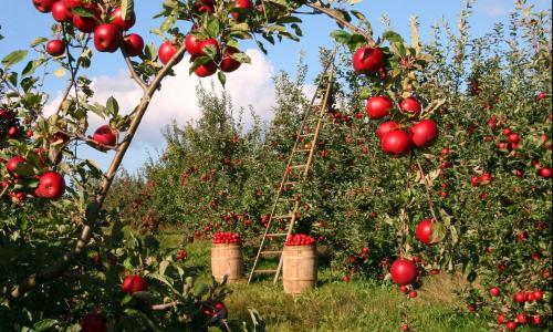 apple trees